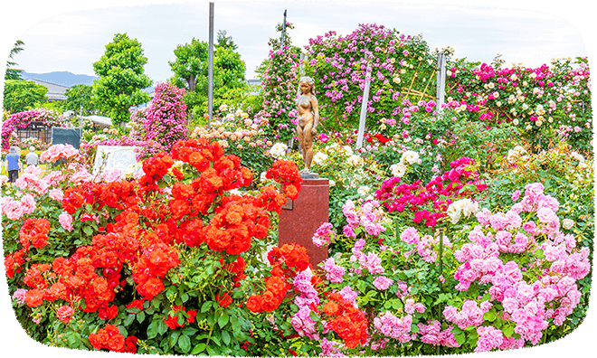 中野市一本木公園（バラ公園）