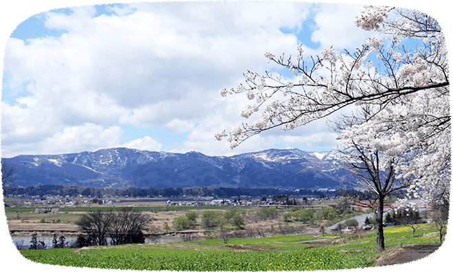 菜の花公園