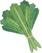 野沢菜